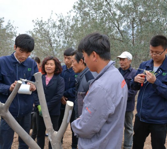 公司從產(chǎn)業(yè)鏈起始端著手，引進(jìn)良種優(yōu)苗，繁育基地苗圃，優(yōu)化樹(shù)種，以?xún)?yōu)質(zhì)的橄欖樹(shù)苗為生產(chǎn)特級(jí)初榨橄欖油提供基礎(chǔ)保障。在以自建萬(wàn)畝國(guó)家標(biāo)準(zhǔn)化油橄欖..